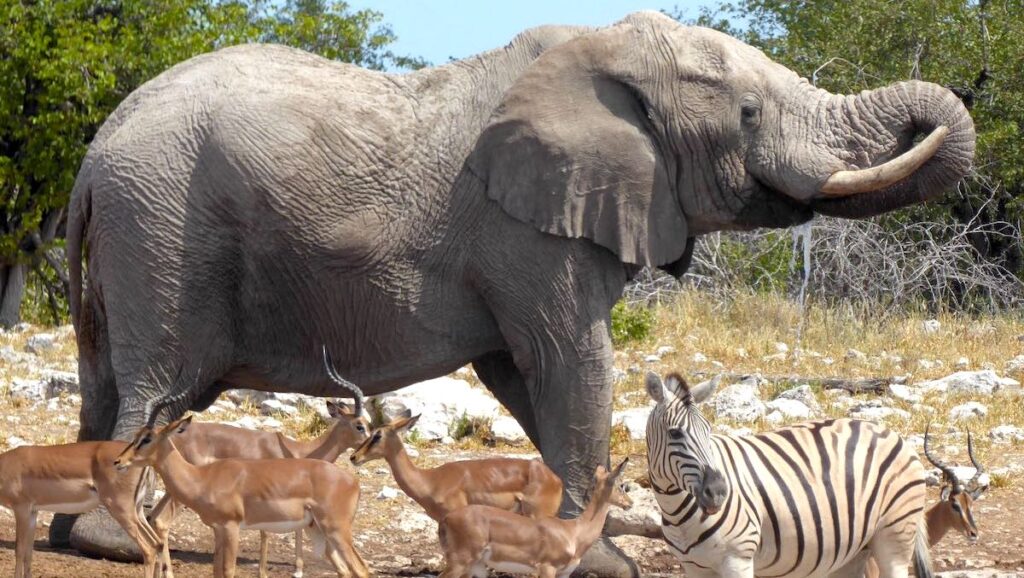 Elefant, Zebra und Springböcke an einem Wasserloch in Namibia